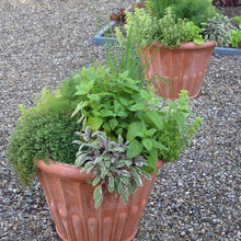 Herbs
