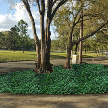 Front yard Landscape