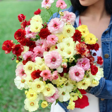 Slow Flowers February 2020 Inspiration: Anemones & Ranunculus