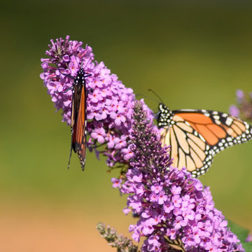 English Butterfly™ Peacock™ Butterfly Bush (Buddleia)