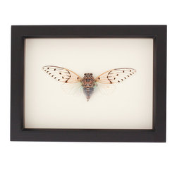 Framed Insect Displays - Products