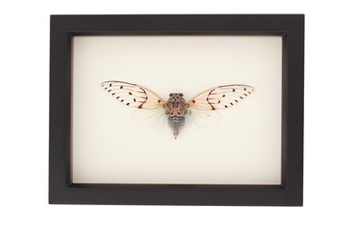 Framed Insect Displays