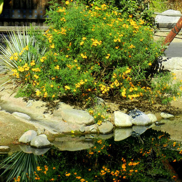 Southwestern Plants
