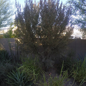 Plantings - 4 years