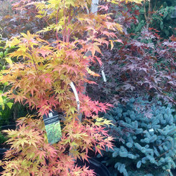 Gardening & Landscaping - Products