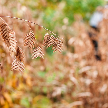 Chasmanthium latifolium