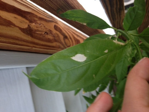 White Spots On Cestrum Nocturnum Leaves