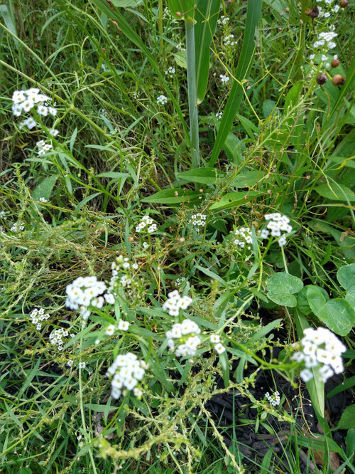 More wildflower ID questions