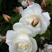Olga Malinin's photo