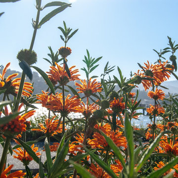 Waterfront planting