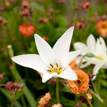 Tulips