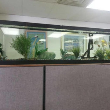 Aquarium for an office