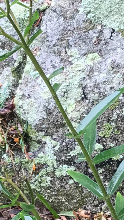 What’s eating my butterfly weed