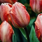Teresa Walker's photo