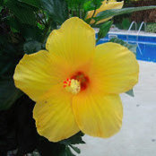 Sandra Borzomi's photo