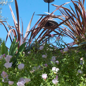 Sparrows dominate the garden feeder