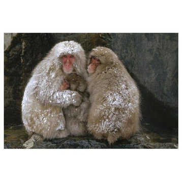 "Japanese Macaque family huddled together for warmth, Japan" Print, 20"x14"