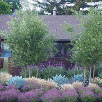 Color in Marin