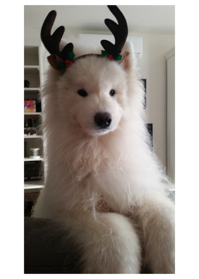 43 Examples of Festive Pets