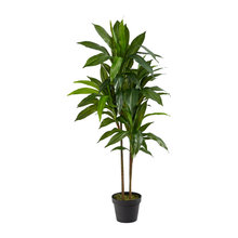 Plants