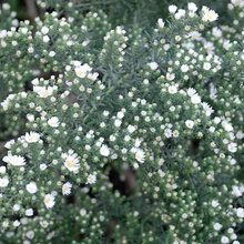 Garden Plants