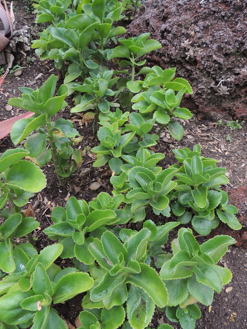 Kalanchoes outdoors in southern California