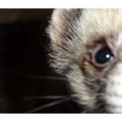 Foto von Lyova Ferret