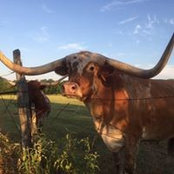 Shannon Dorsey's photo