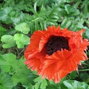 Jane Harriss billede