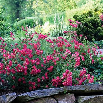 Pool plant ideas