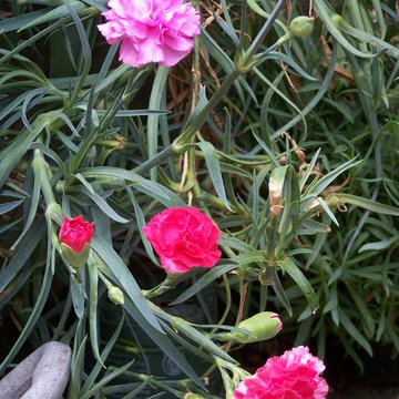 Garofano (Dianthus caryophyllus)