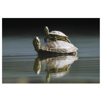 Red-Eared Slider Turtle, Pair In Pond, City Park, Munich, Germany-Paper Art