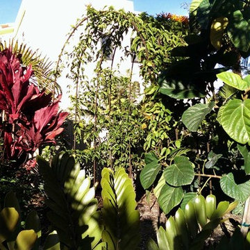 Tropical lawn replacement