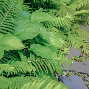 Fort Greene Shade Garden