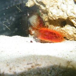 Fresh water and marine fish - Products