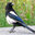 Mischievous Magpie (CO 5b)