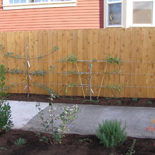 Espaliered fruit trees