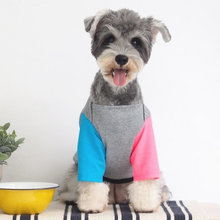 Cute Dog