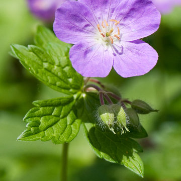 Wild Geranium: A Show-Stopper in the Spring Woodland