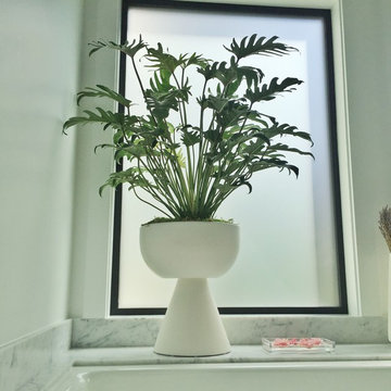 Modern House Plants