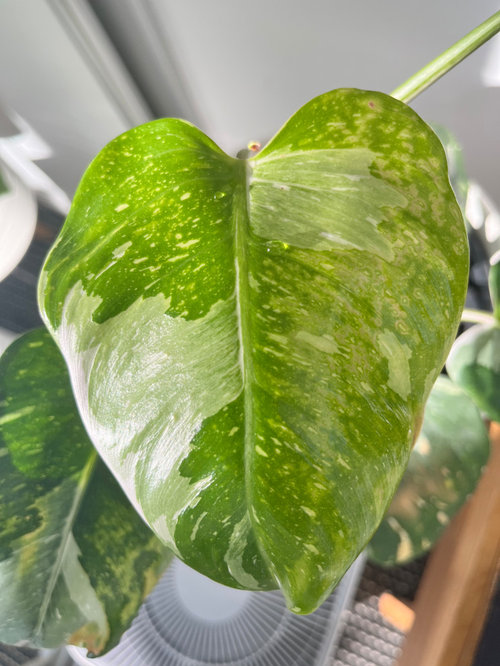 Help!!! Is my plant infected with mosaic virus???