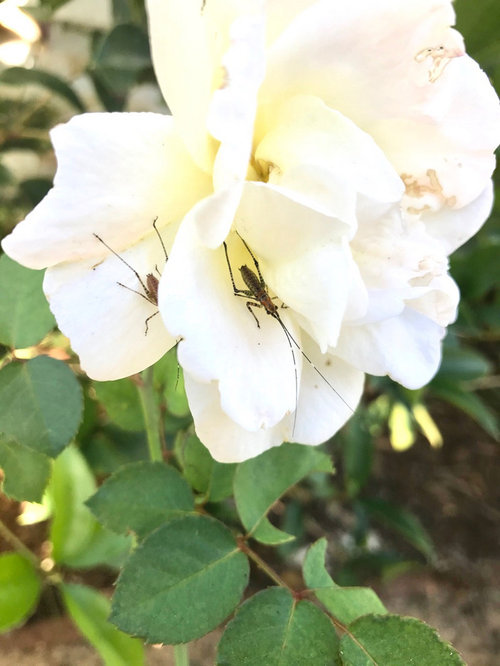 What is this bug eating my delicate rose petals?