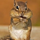 Terry Buonomo's photo