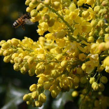 Spectacular Oregon Grape