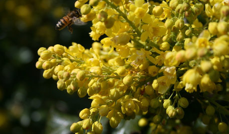 La plante du mois : Le mahonia, ou faux houx