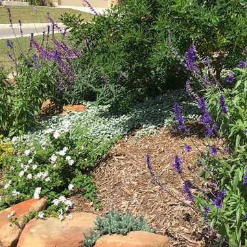 Various Xeriscapes by Team Rhinamic