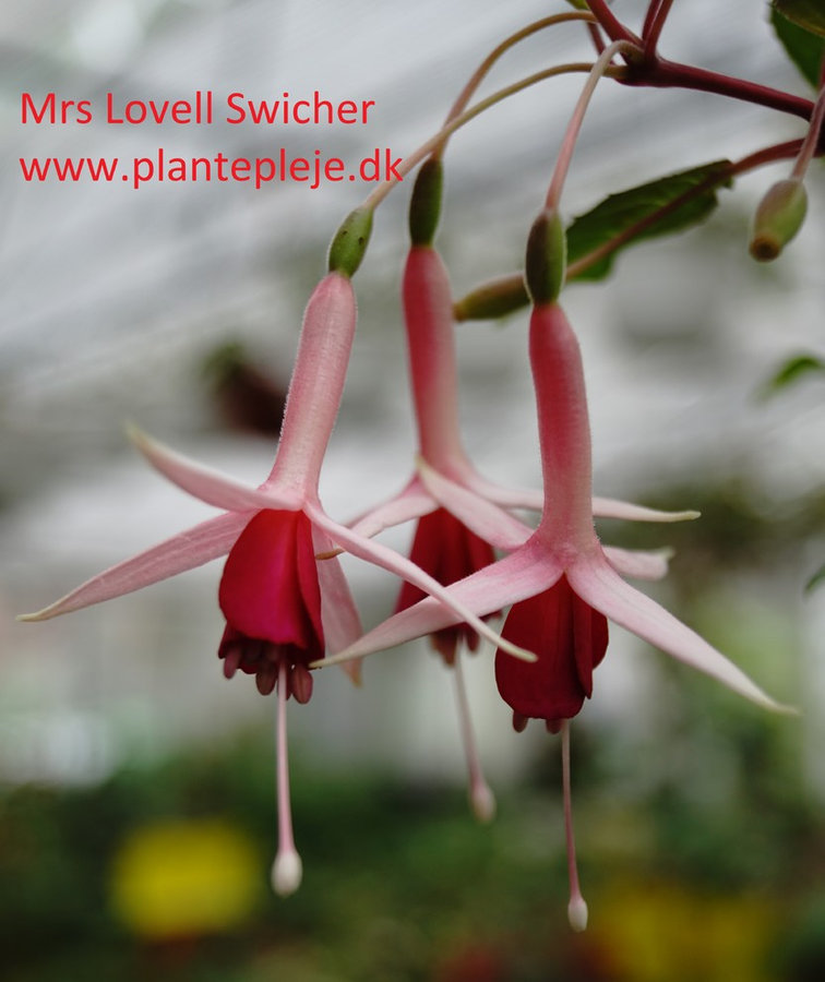 Fuchsia liste 2020 (her ses fotos af en mindre del af de fuchsia vi producere)