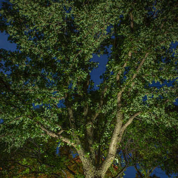 Low Voltage Up Lighting and Moon Lighting- Southlake