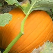 Melanie Presta's photo