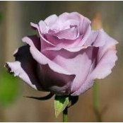 Sandy Hermann Ingersoll's photo